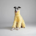 Lévrier gris en pull doux pour lévrier jaune pelucheux col montant présenté par Oscar et Plume
