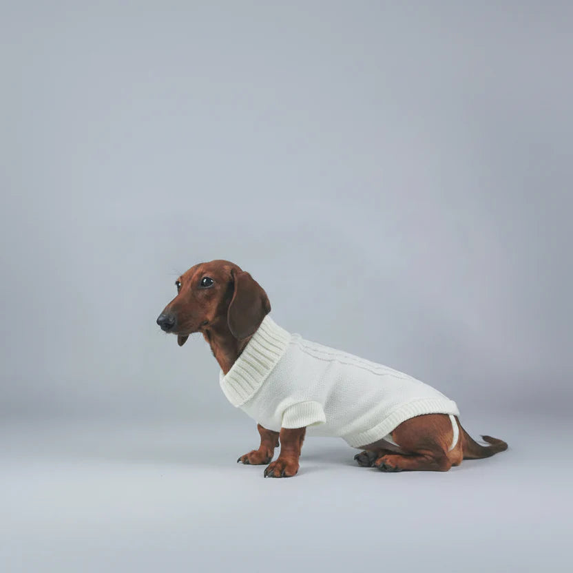 Pull Élégant Tricoté Pour Chien Teckel