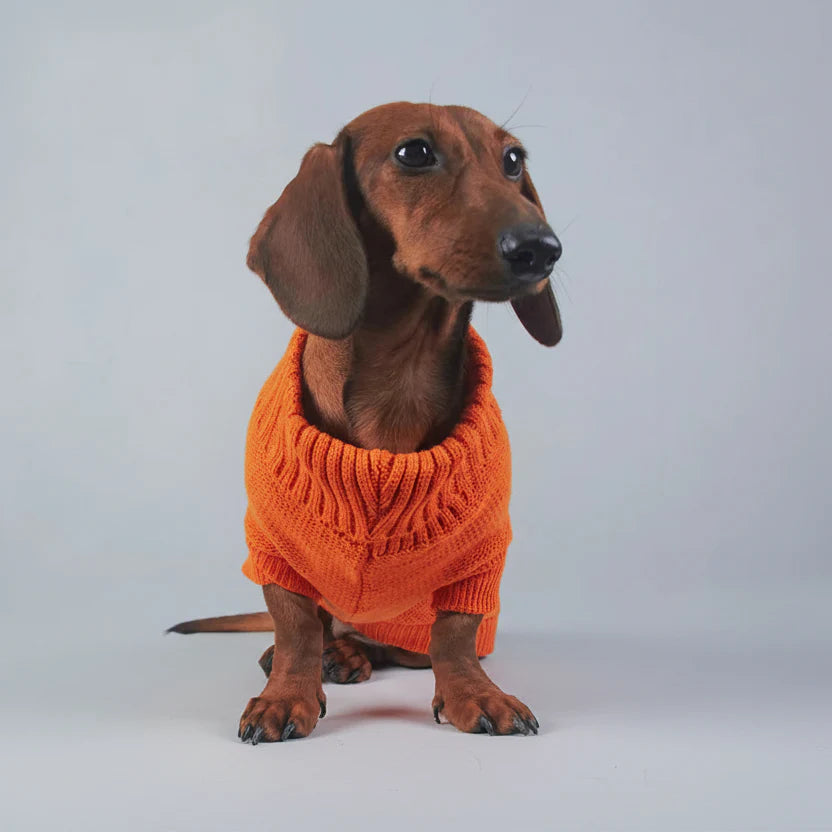Pull Élégant Tricoté Pour Chien Teckel