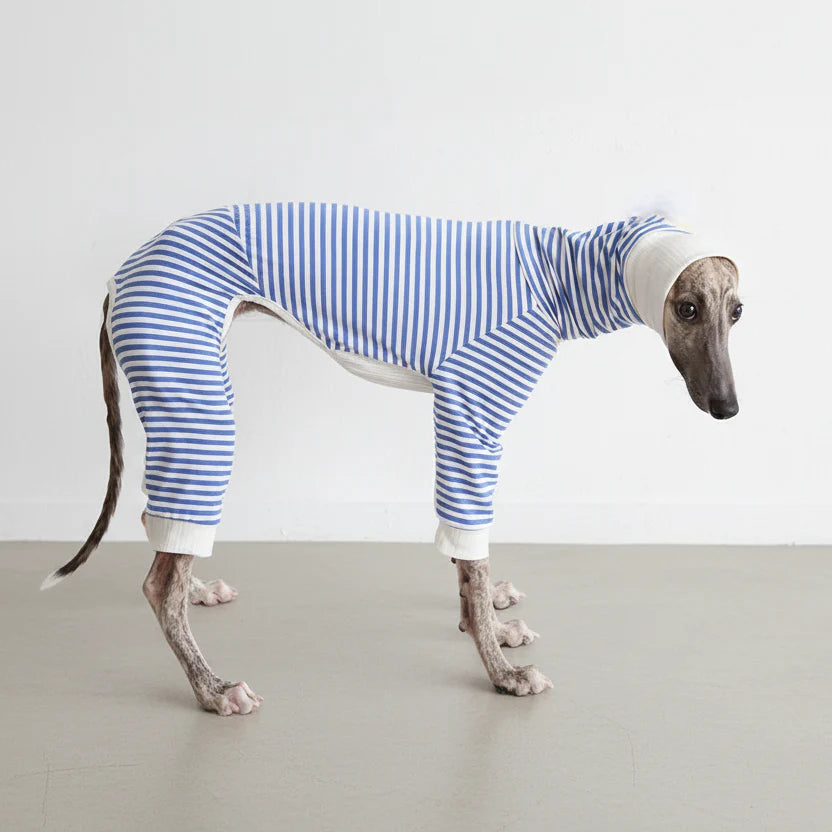 Pull Léger Confortable Pour Lévrier Et Whippet