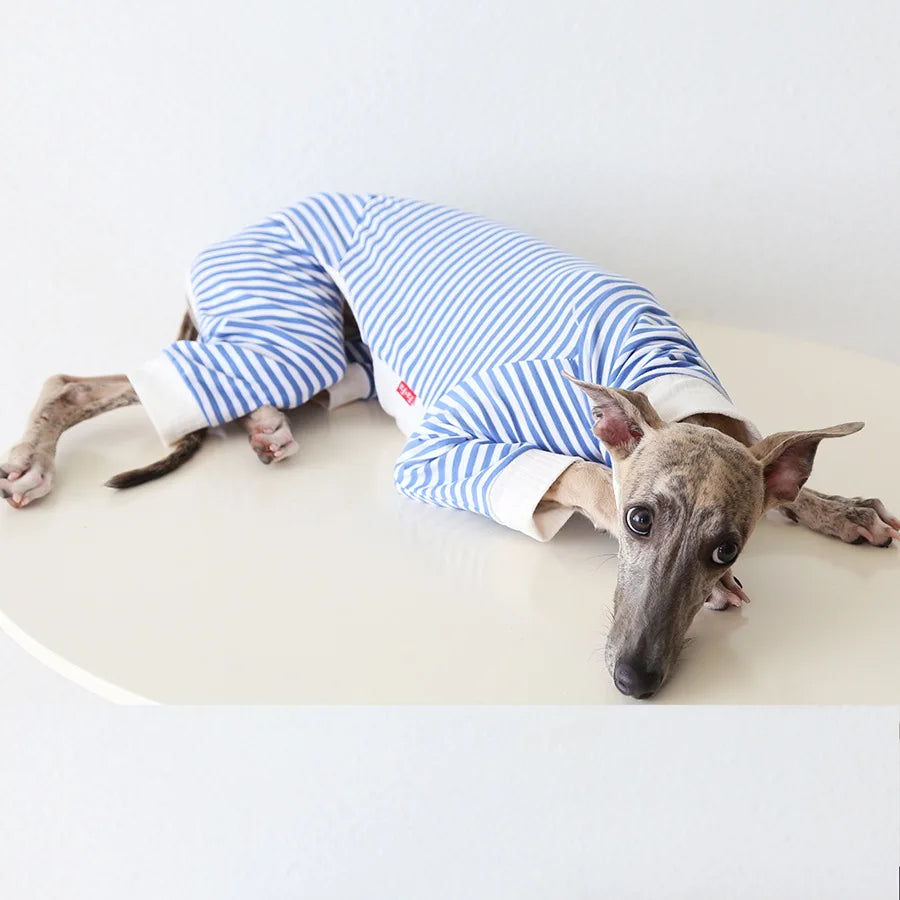 Pull Léger Confortable Pour Lévrier Et Whippet