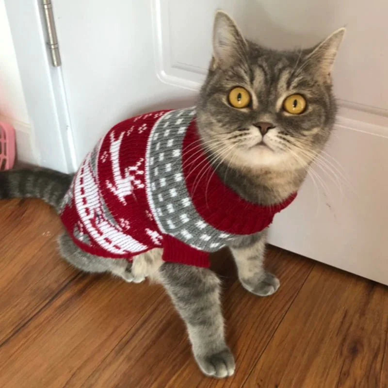 Pull Noël pour Chat