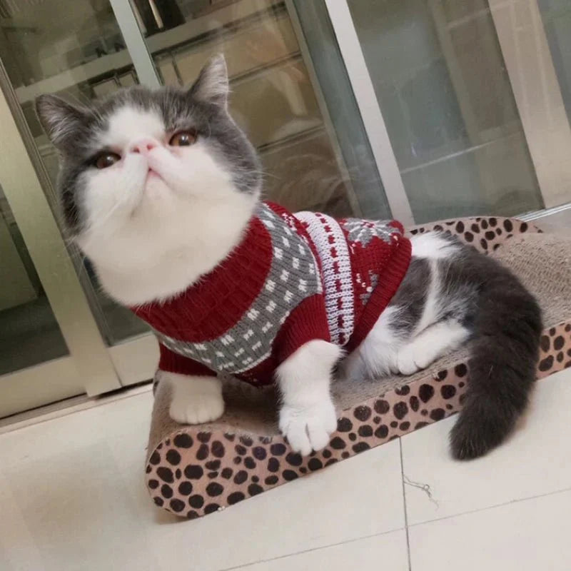 Pull Noël pour Chat