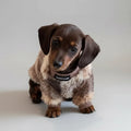 Un teckel mignon portant un pull polaire pour teckel sur un plaid confortable