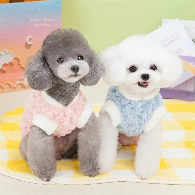 Pull pour Bichon Maltais & petit chien