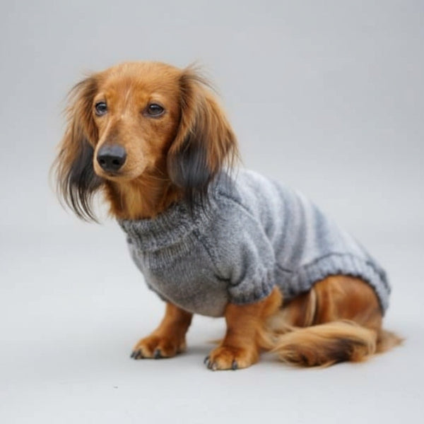 Pull Pour Chien Teckel En Tricot Confortable