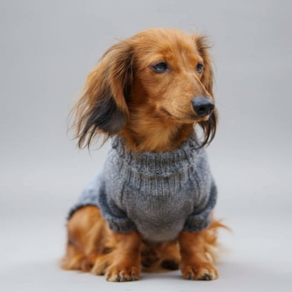 Pull pour chien teckel en gris, confortable et stylé pour les promenades en hiver