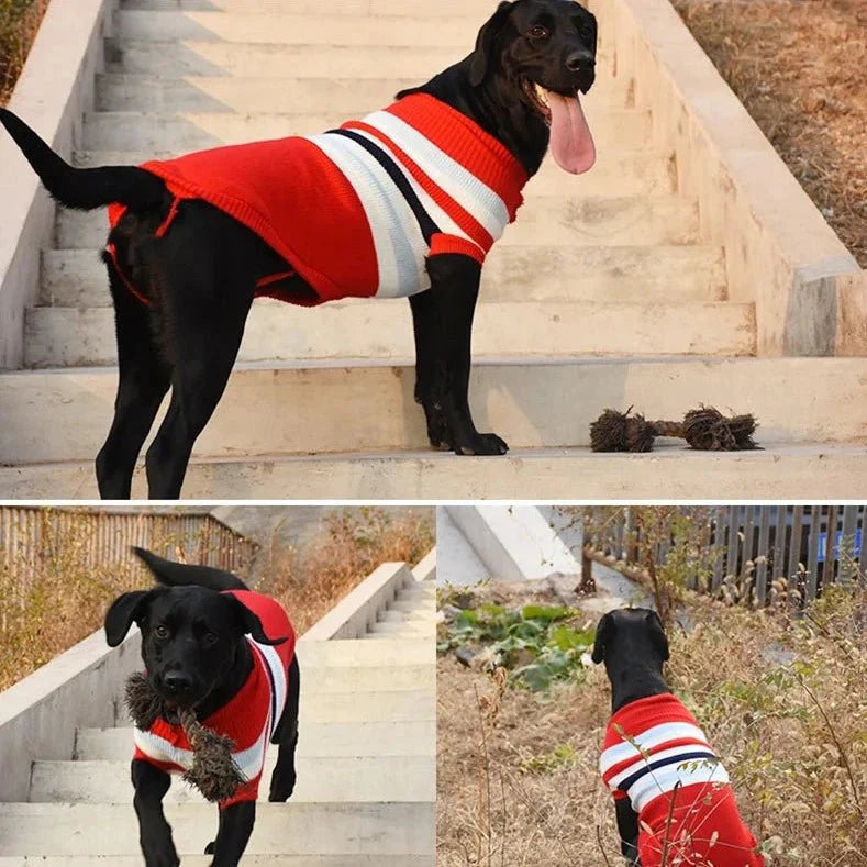 Pull pour Grand Chien