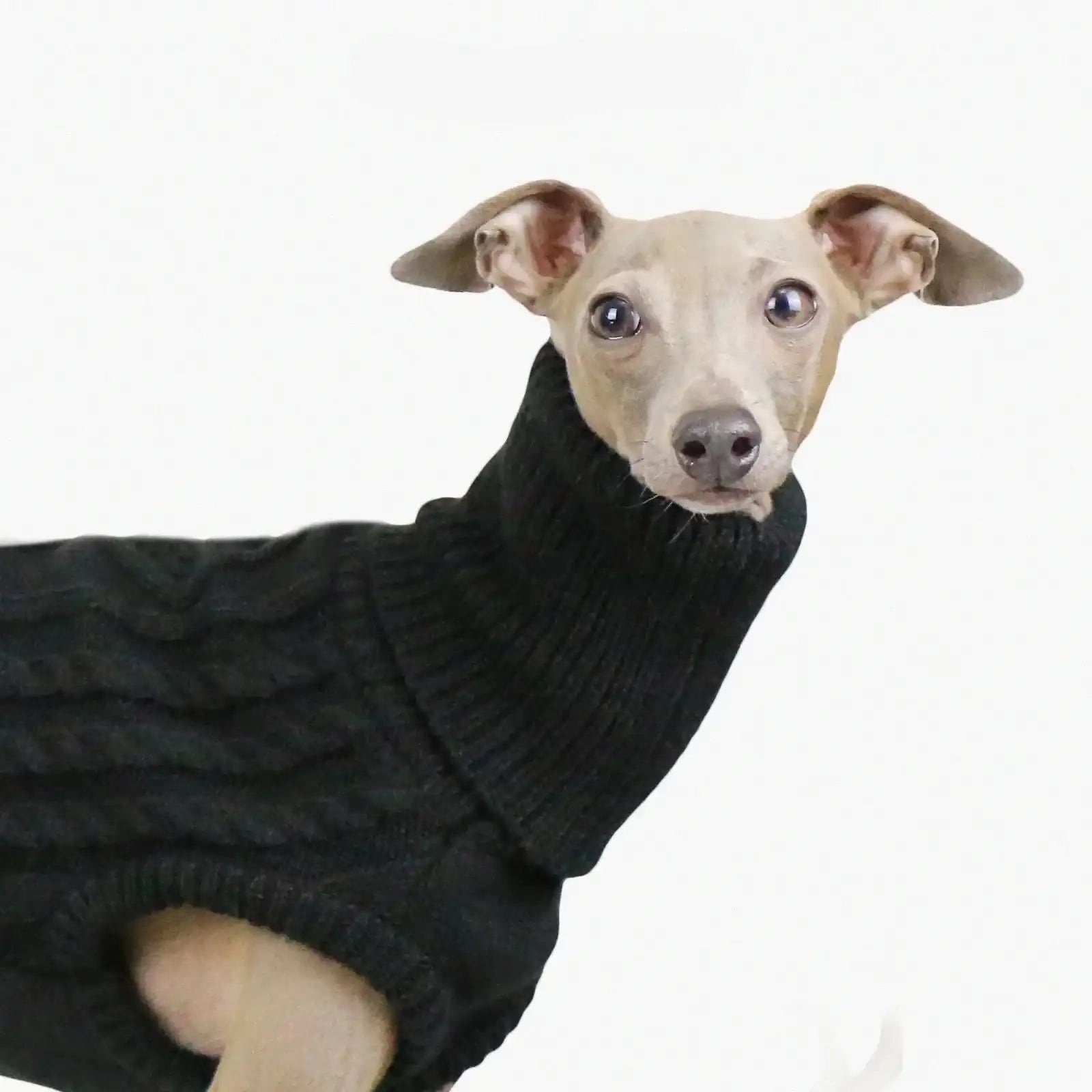 Pull Col Haut En Laine Douce Pour Whippet Et Lévrier