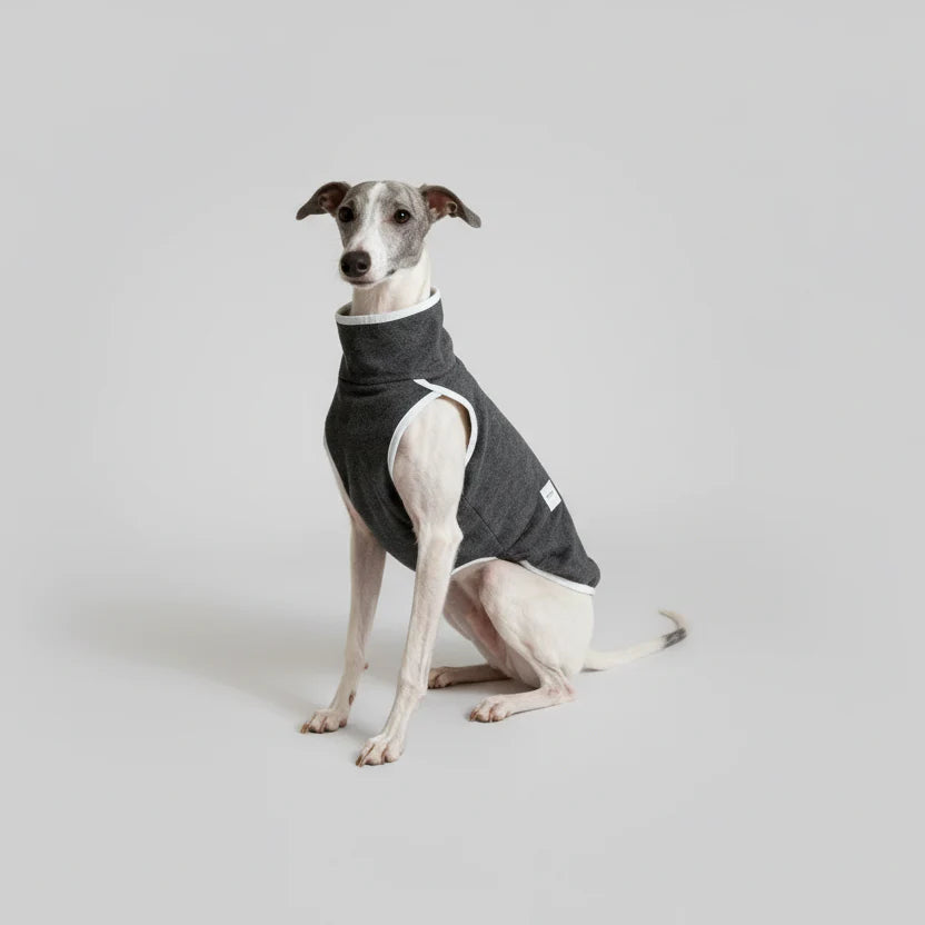 Pull Elégant Pour Lévrier Italien Et Whippet