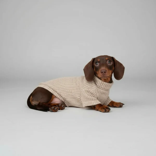 Pull Elégant Pour Chien Teckel - Les Bonnes Affaires