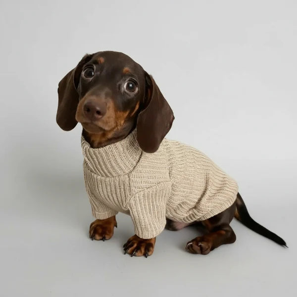 Pull pour Teckel Oscar & Plume : chaleur polaire stylée pour l’hiver en balade