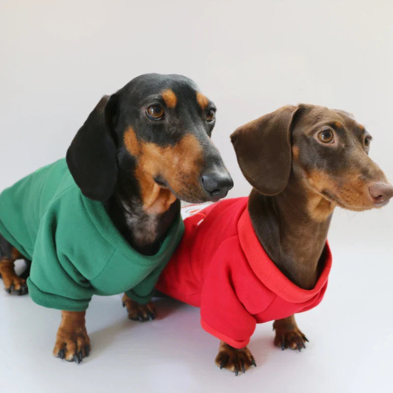 Pull  pour teckel Noël