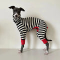 Chien portant un pull rayé pour chien noir et blanc avec détails rouges Oscar et Plume