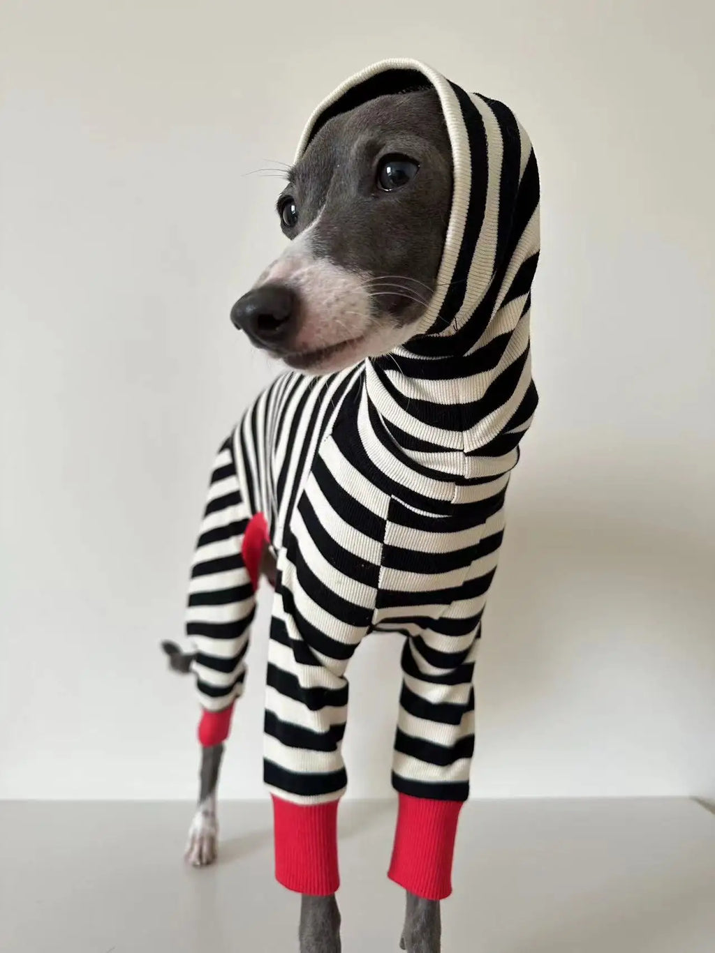 Pull rayé pour chien Oscar et Plume : chaleur douillette et allure chic