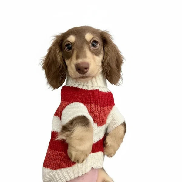 Pull Rouge Confortable De Noël Pour Teckel