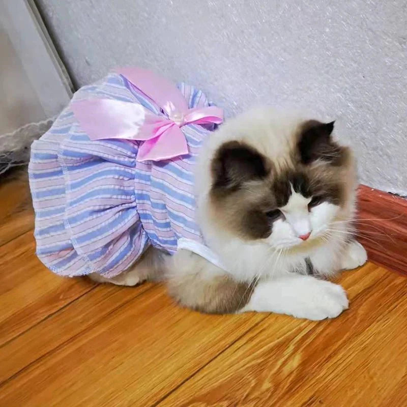 Robe Chat Femelle