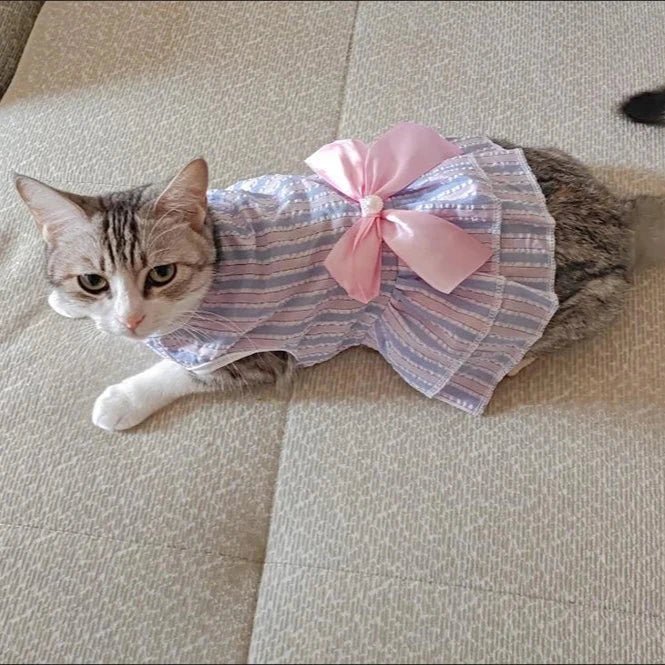 Robe Chat Femelle