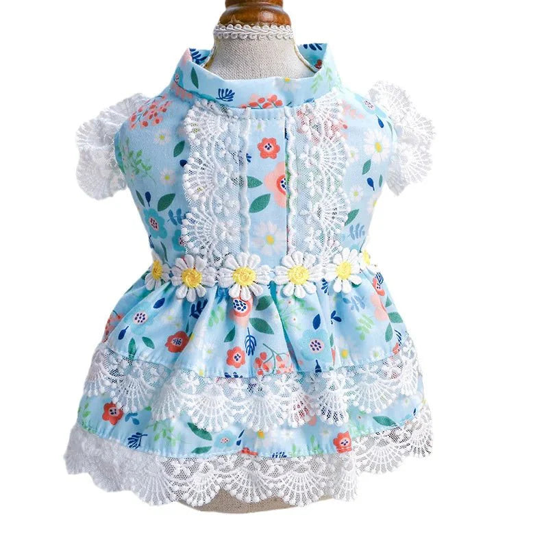 Robe Chat Bleue Pacretes