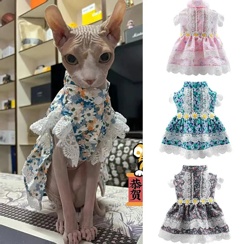 Robe Chat Sphynx