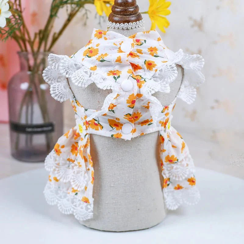 Robe Chat Sphynx
