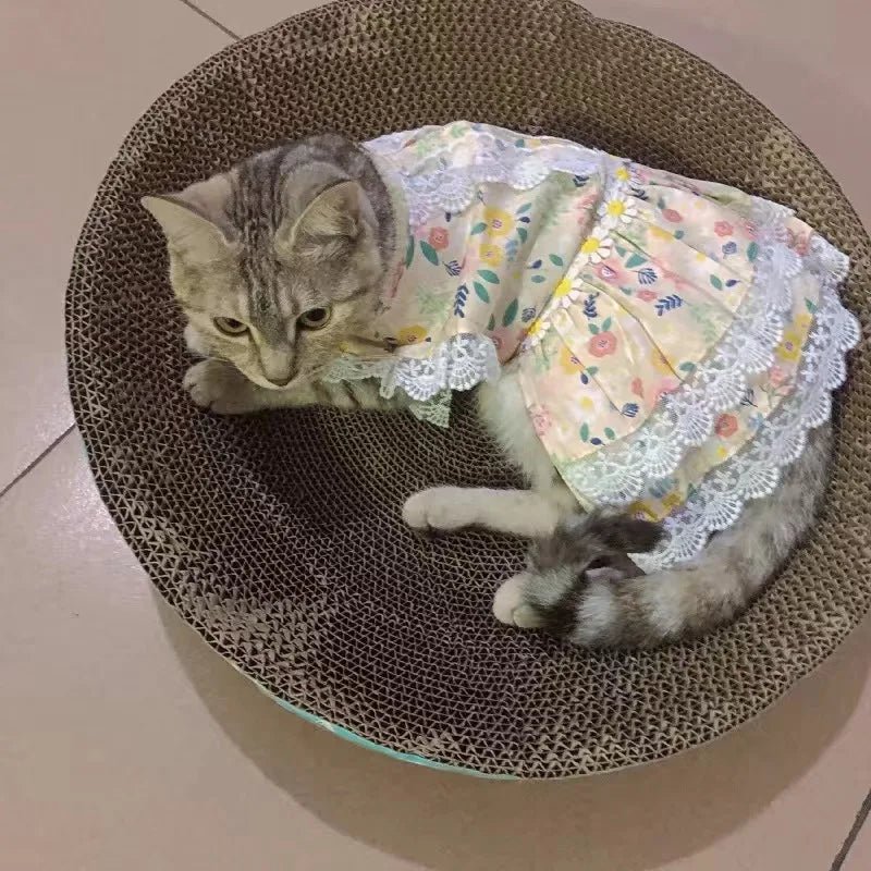 Robe Chat Sphynx