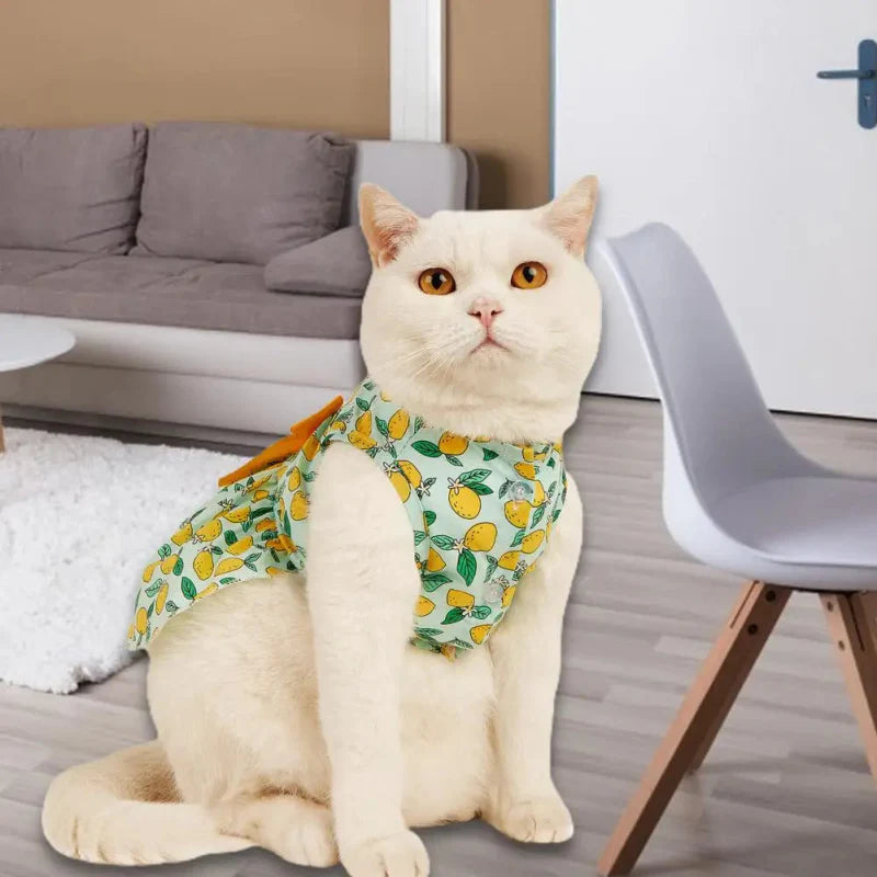 Robe Citron pour Chat