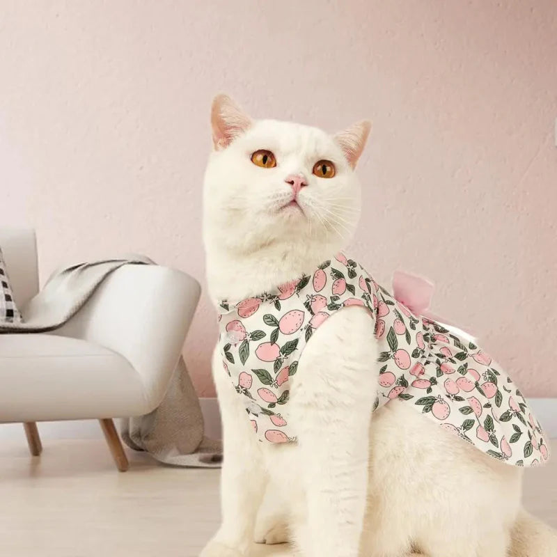 Robe Chat Vêtement