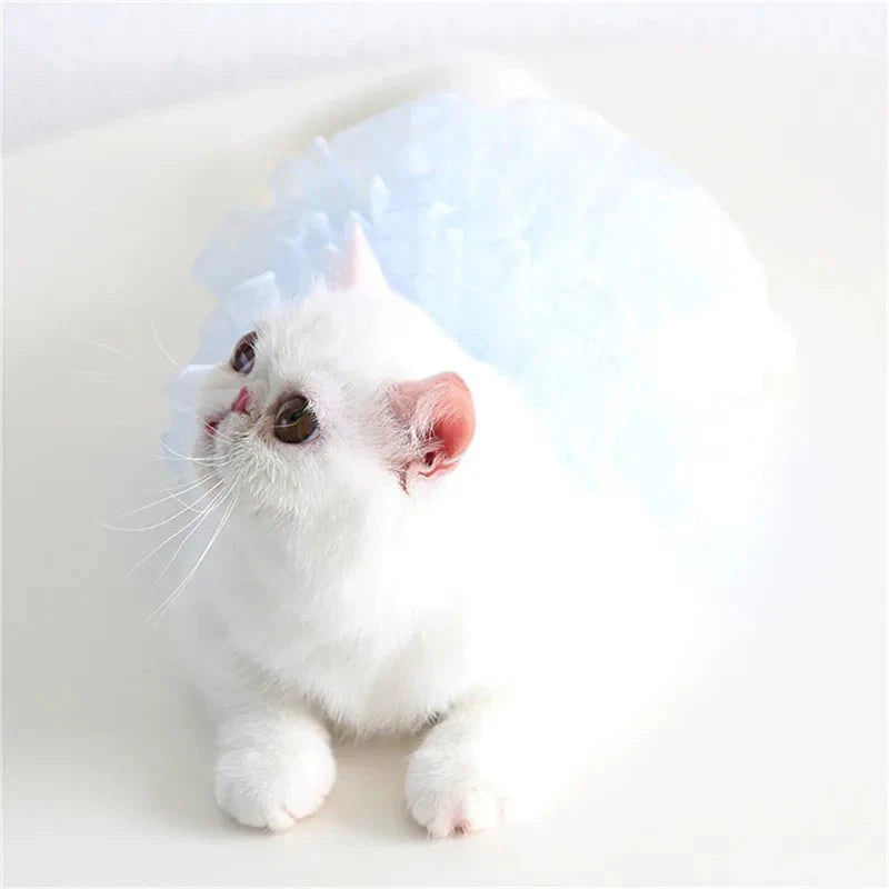 Robe de Mariée Chat