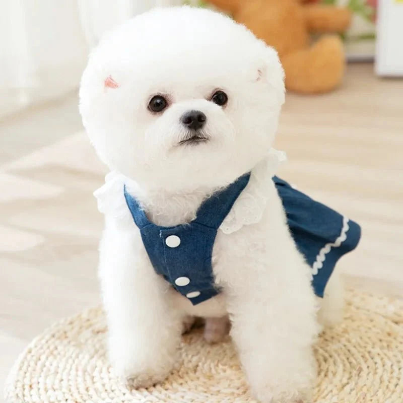 Robe Harnais Chien