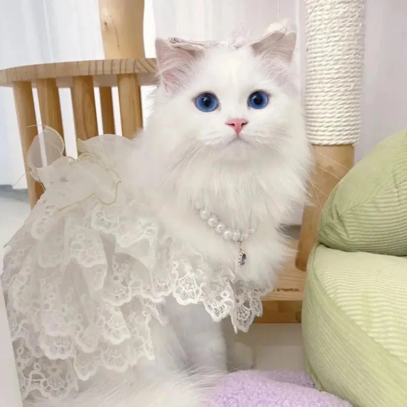 Robe Mariage Chat