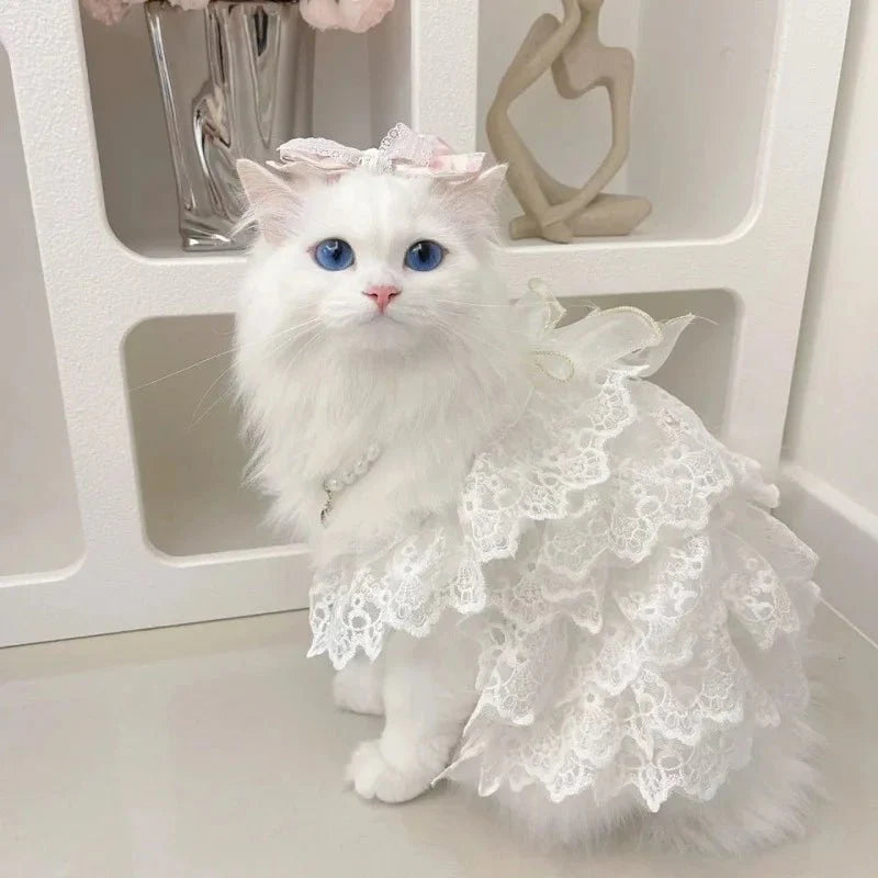 Robe Mariage Chat