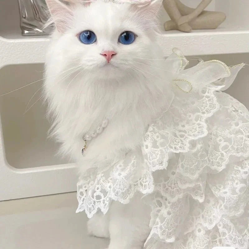 Robe Mariage Chat
