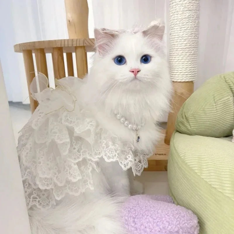 Robe Mariage Chat