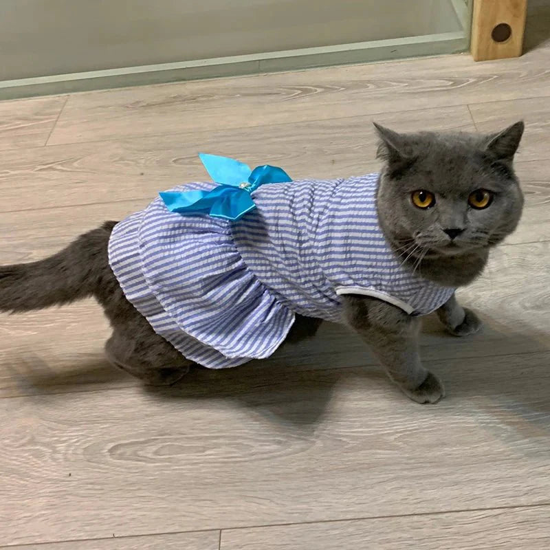 Robe Marinière Chat