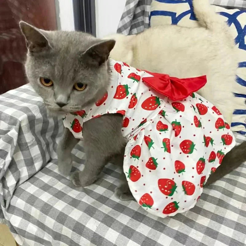 Robe Orange Chat
