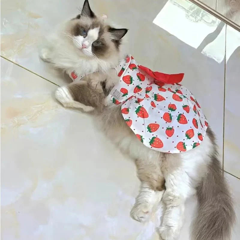 Robe Orange Chat