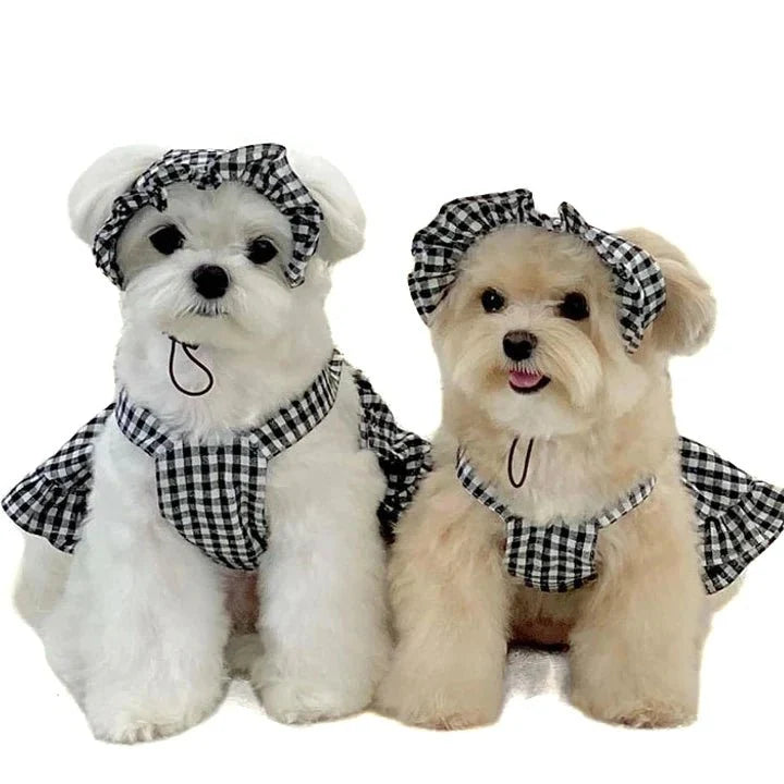 Robe pour Chihuahua