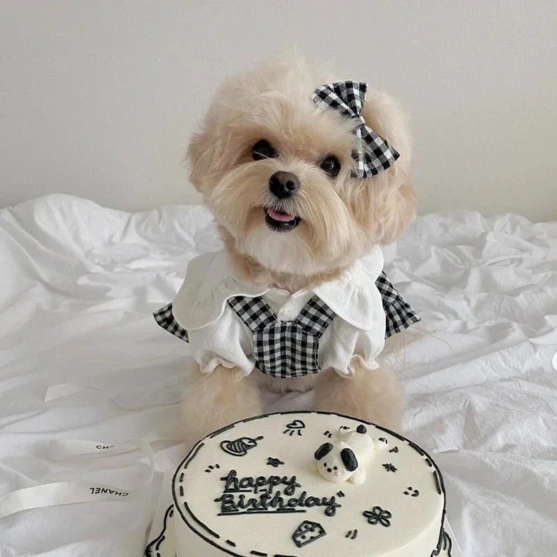 Robe pour Chihuahua