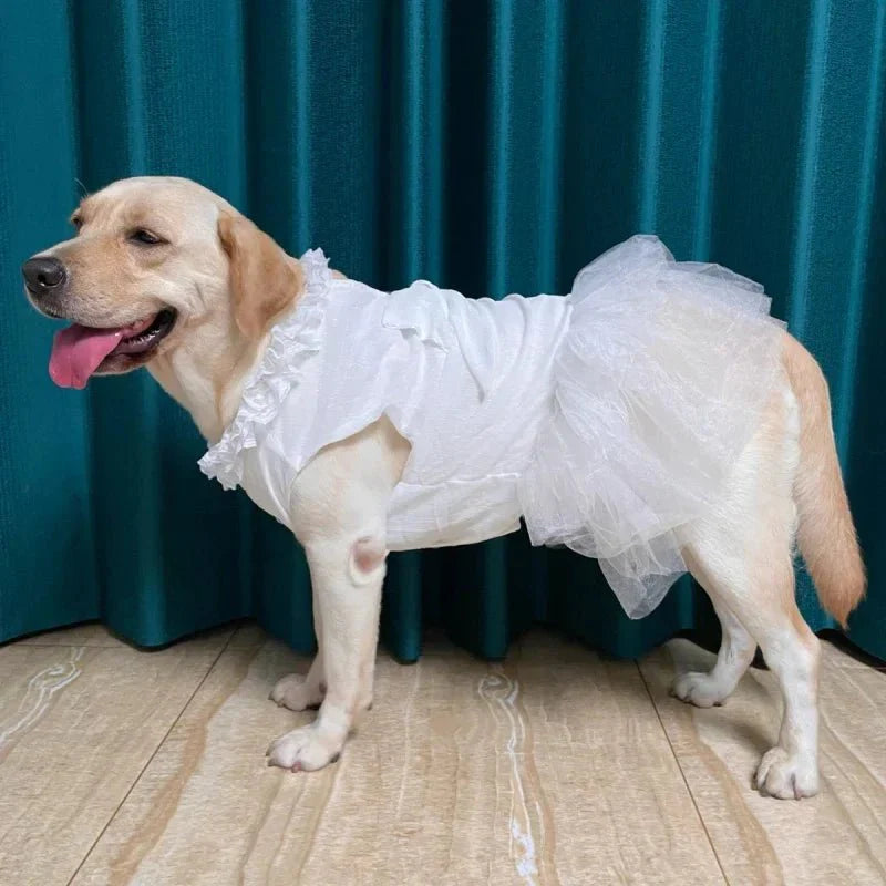 Robe pour Gros Chien