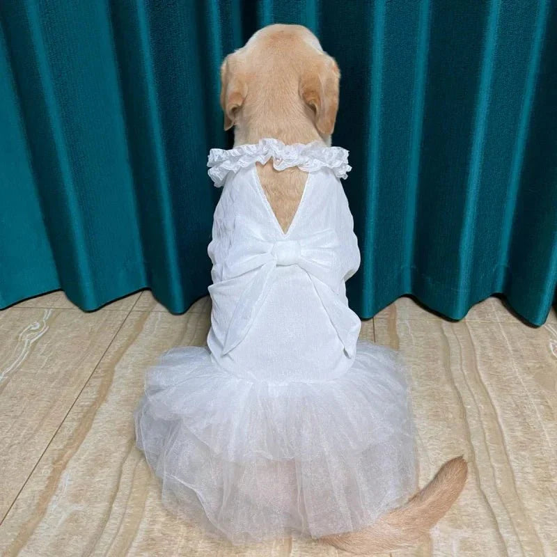 Robe pour Gros Chien
