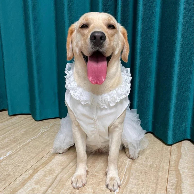 Robe pour Gros Chien
