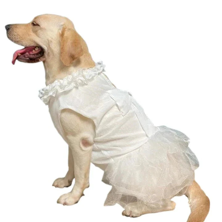 Robe pour Gros Chien