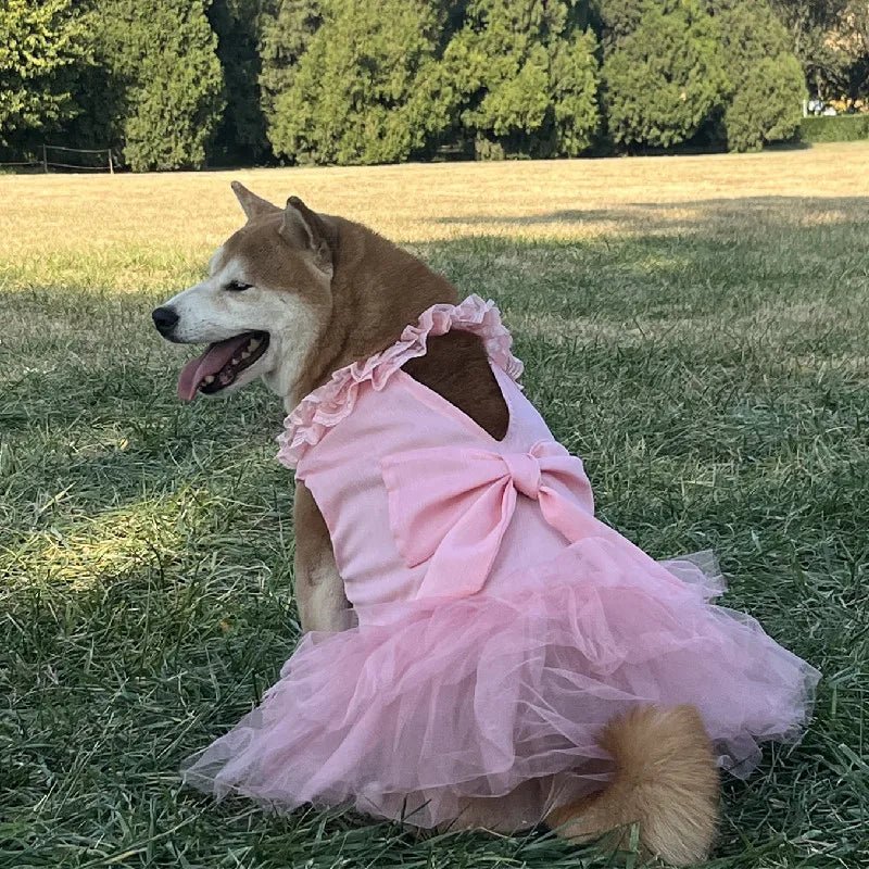 Robe pour Gros Chien