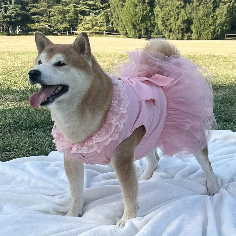 Robe pour Gros Chien