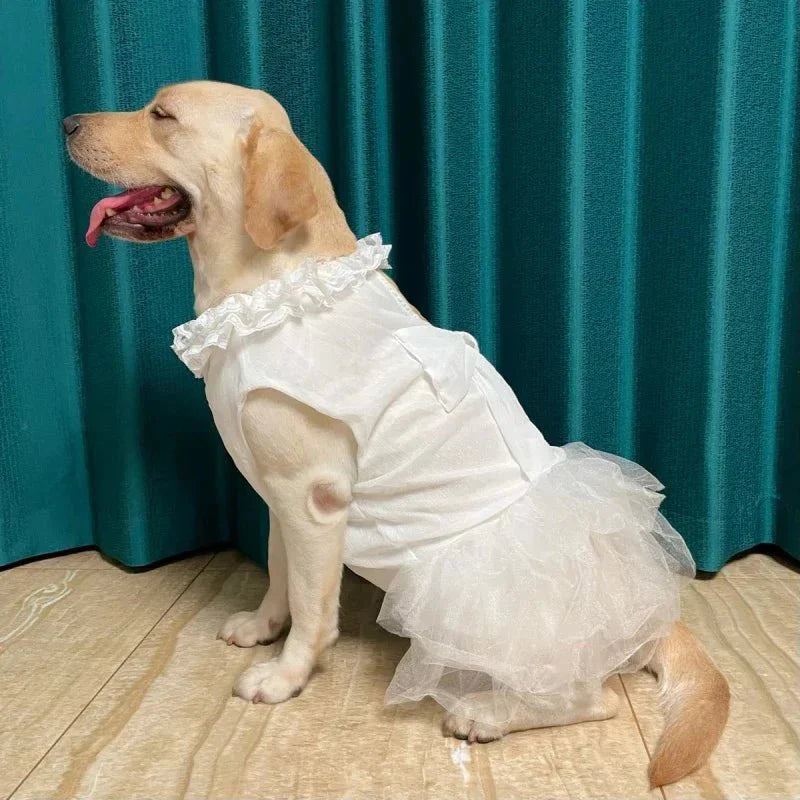 Robe pour Gros Chien