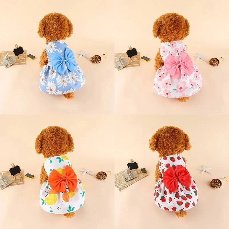 Robe pour Petit Chien