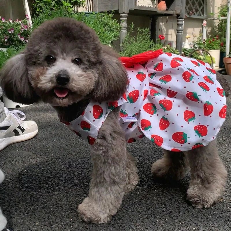 Robe pour Petit Chien