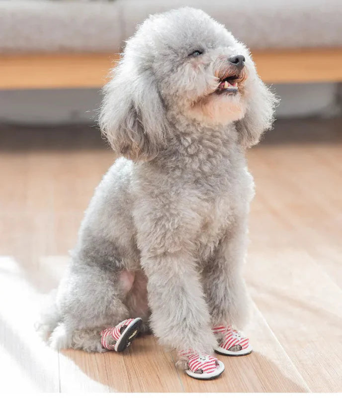 Sandale pour Chien
