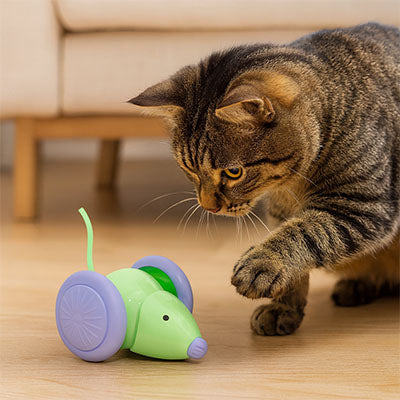 souris pour chat interactive